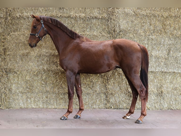 KWPN Caballo castrado 2 años 168 cm Alazán-tostado in Moergestel