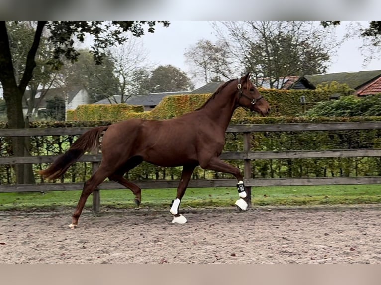 KWPN Caballo castrado 2 años 168 cm Alazán-tostado in Moergestel