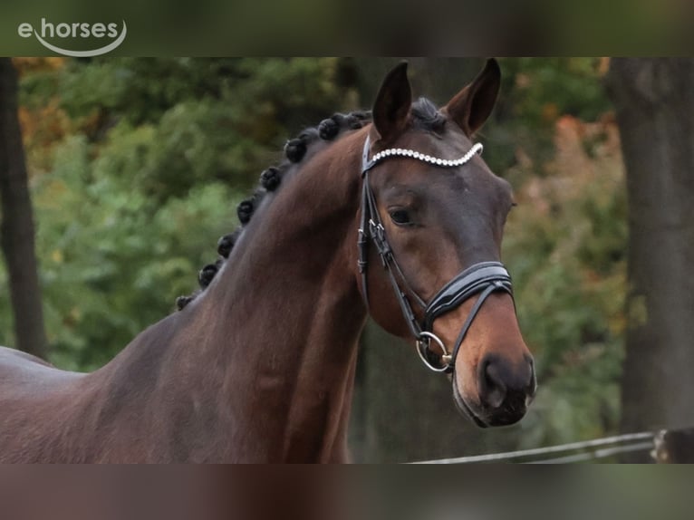 KWPN Caballo castrado 2 años 168 cm Castaño in Loon op Zand