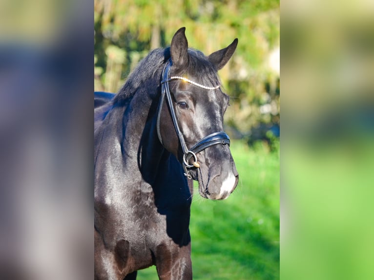KWPN Caballo castrado 2 años 168 cm Negro in Marigny