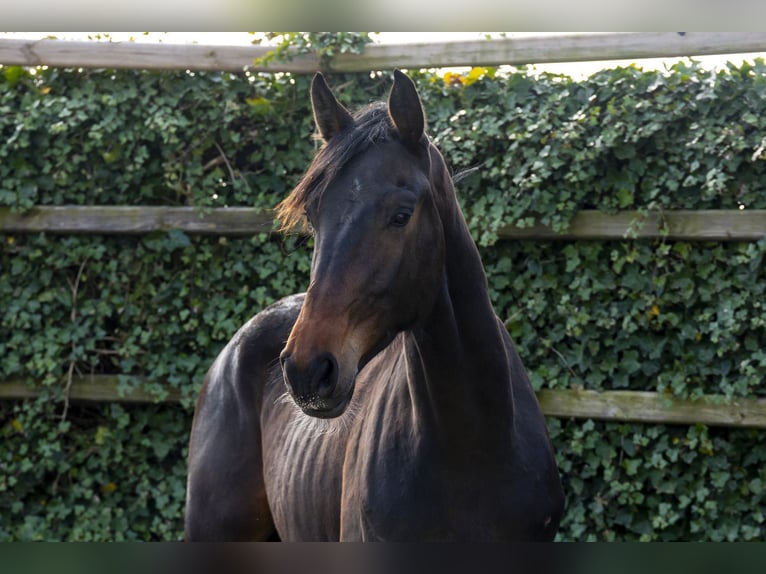 KWPN Caballo castrado 2 años 172 cm Castaño oscuro in Waddinxveen