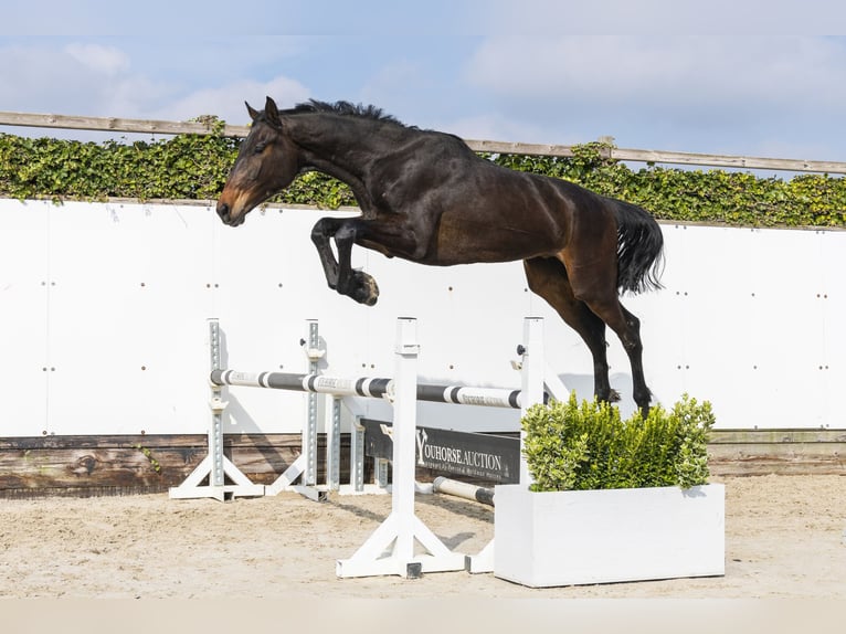 KWPN Caballo castrado 2 años 172 cm Castaño oscuro in Waddinxveen