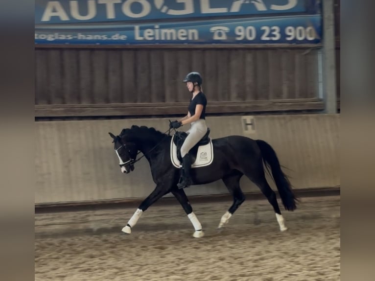 KWPN Caballo castrado 3 años 152 cm Morcillo in Hockenheim
