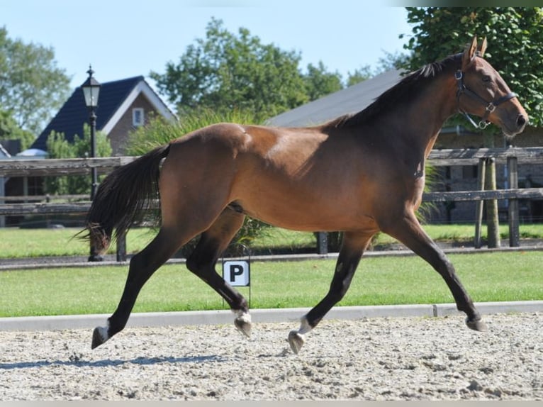 KWPN Caballo castrado 3 años 154 cm Castaño in Lunteren