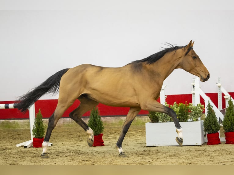 KWPN Caballo castrado 3 años 159 cm Castaño in Waddinxveen