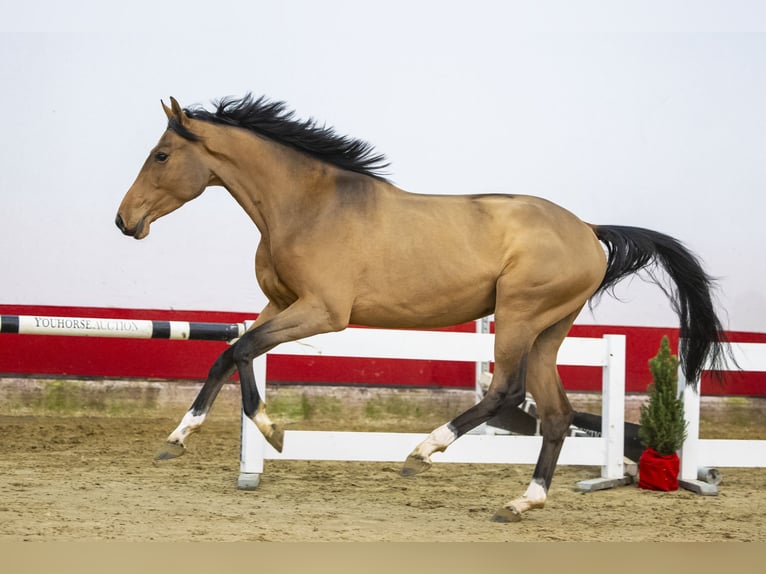 KWPN Caballo castrado 3 años 159 cm Castaño in Waddinxveen