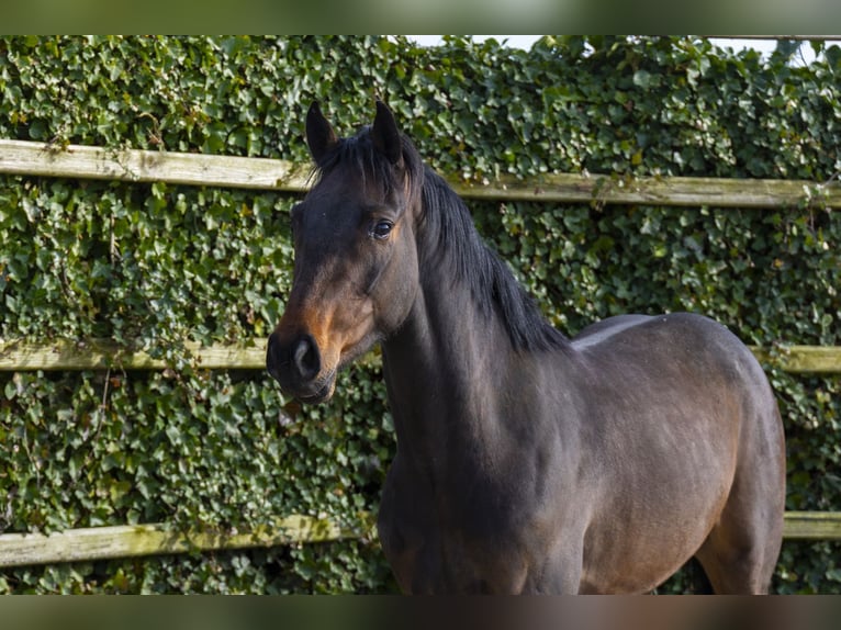 KWPN Caballo castrado 3 años 159 cm Castaño in Waddinxveen