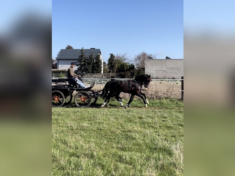 KWPN Caballo castrado 3 años 160 cm Castaño oscuro in Makowiska