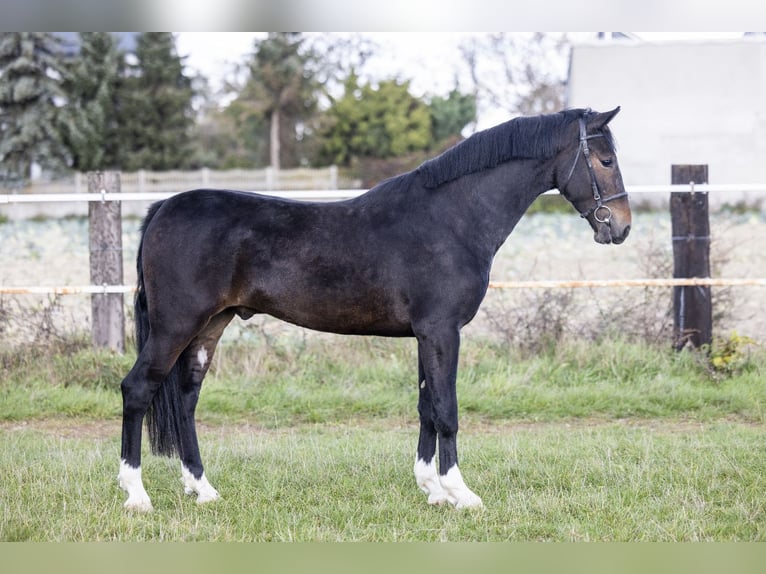 KWPN Caballo castrado 3 años 160 cm Castaño oscuro in Makowiska