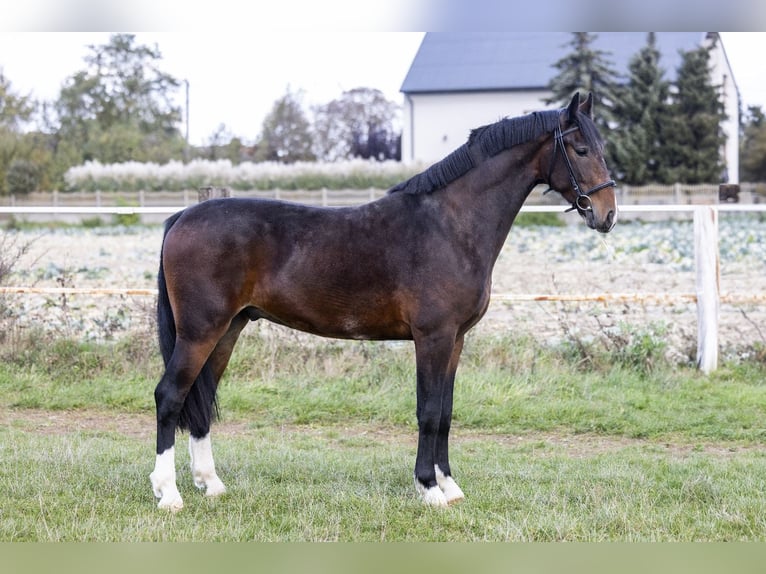 KWPN Caballo castrado 3 años 160 cm Castaño oscuro in Makowiska