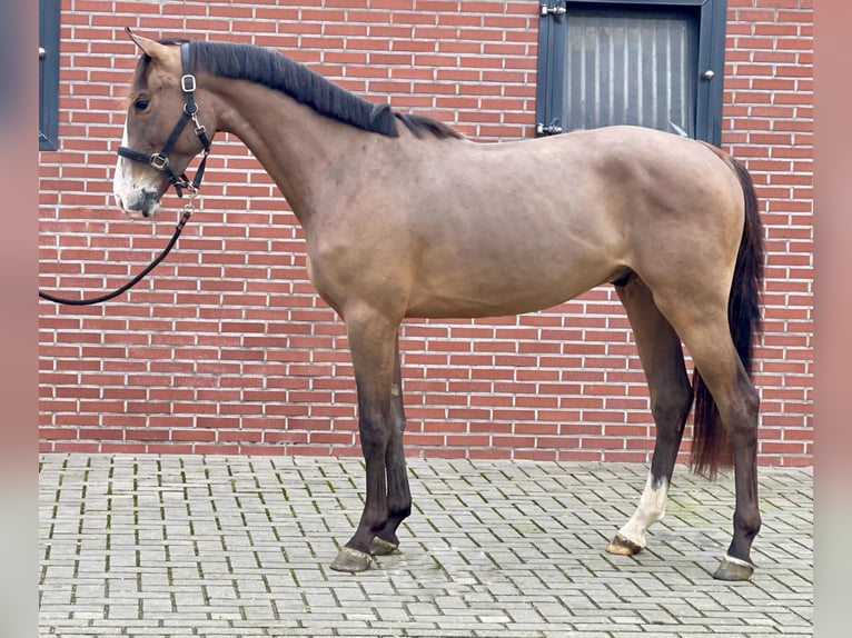 KWPN Caballo castrado 3 años 160 cm Castaño oscuro in Zieuwent