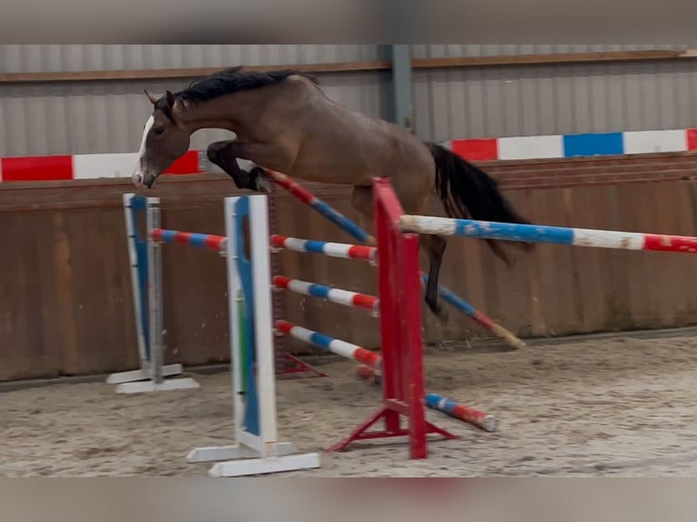 KWPN Caballo castrado 3 años 160 cm Castaño oscuro in Zieuwent