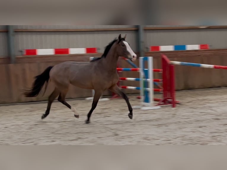 KWPN Caballo castrado 3 años 160 cm Castaño oscuro in Zieuwent