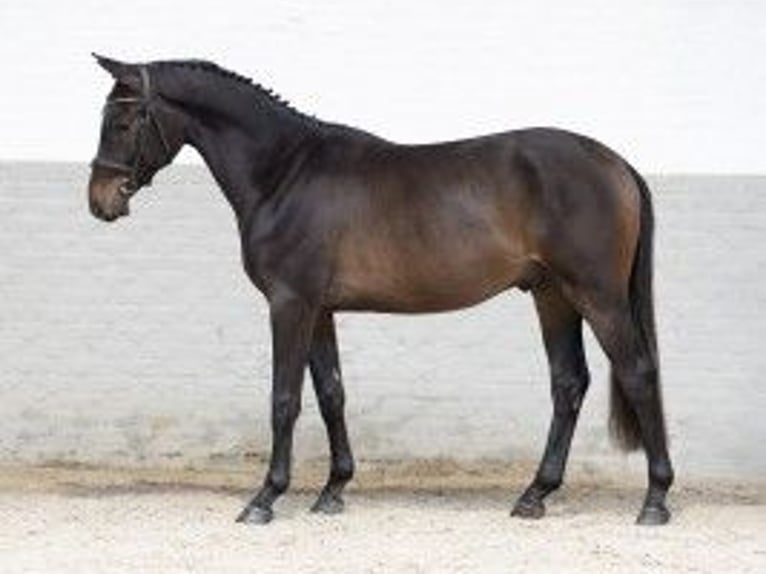 KWPN Caballo castrado 3 años 160 cm Castaño oscuro in Heerde