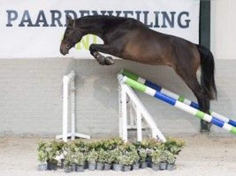 KWPN Caballo castrado 3 años 160 cm Castaño oscuro in Heerde