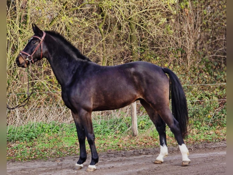 KWPN Caballo castrado 3 años 160 cm Negro in Someren