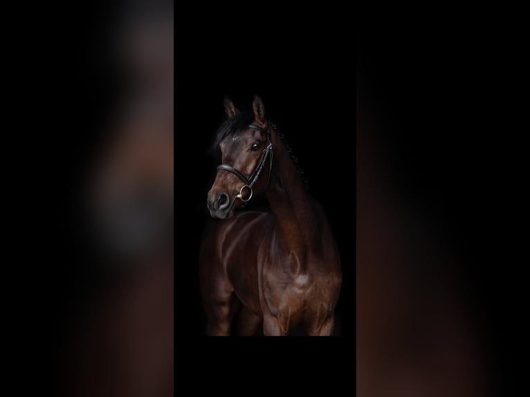 KWPN Caballo castrado 3 años 161 cm Castaño rojizo in Huncovce
