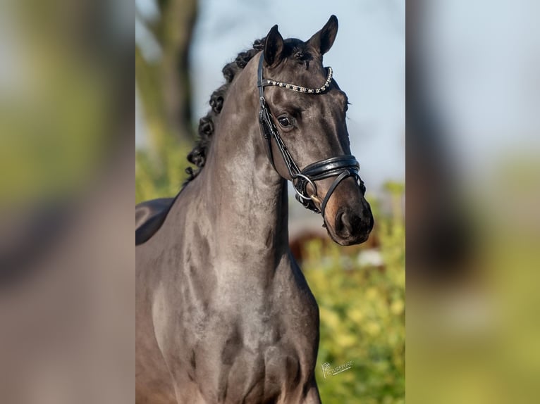 KWPN Caballo castrado 3 años 161 cm Negro in Weert