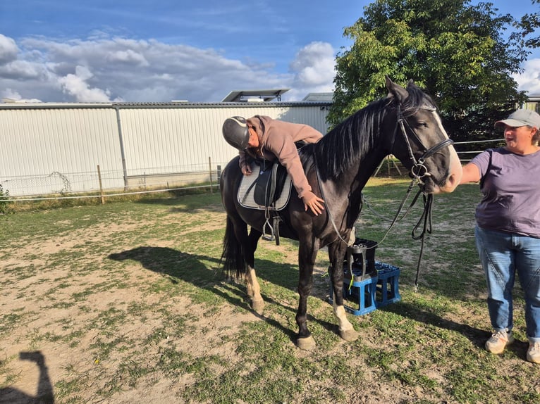 KWPN Mestizo Caballo castrado 3 años 161 cm Negro in Geseke