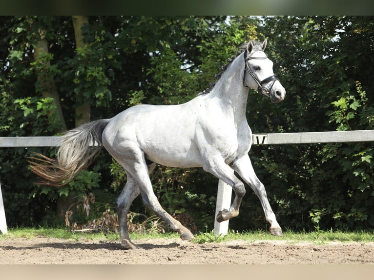 KWPN Caballo castrado 3 años 161 cm Tordo in Britswert