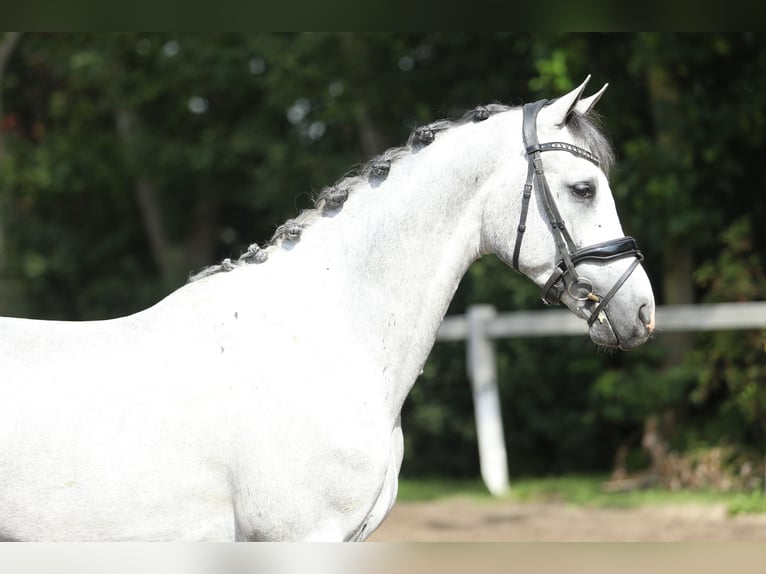 KWPN Caballo castrado 3 años 161 cm Tordo in Britswert