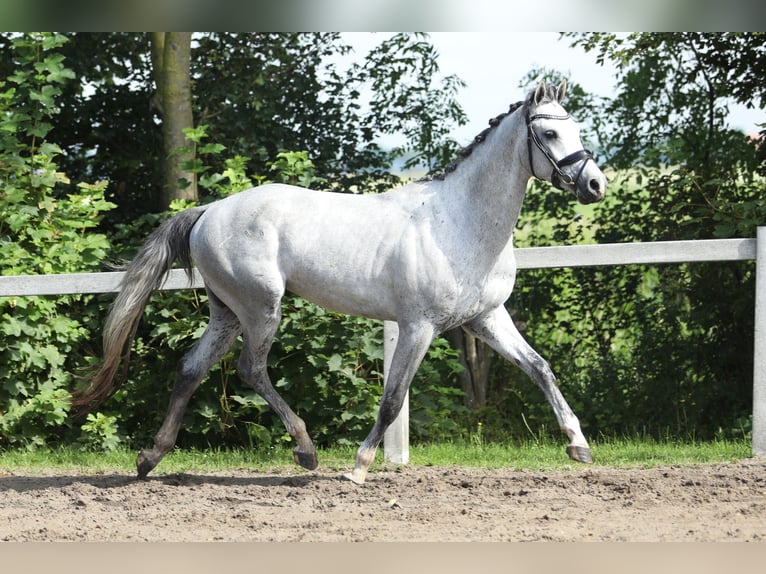 KWPN Caballo castrado 3 años 161 cm Tordo in Britswert
