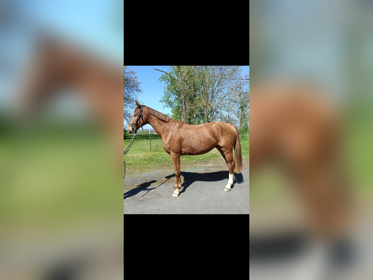 KWPN Caballo castrado 3 años 162 cm Alazán in Mügeln