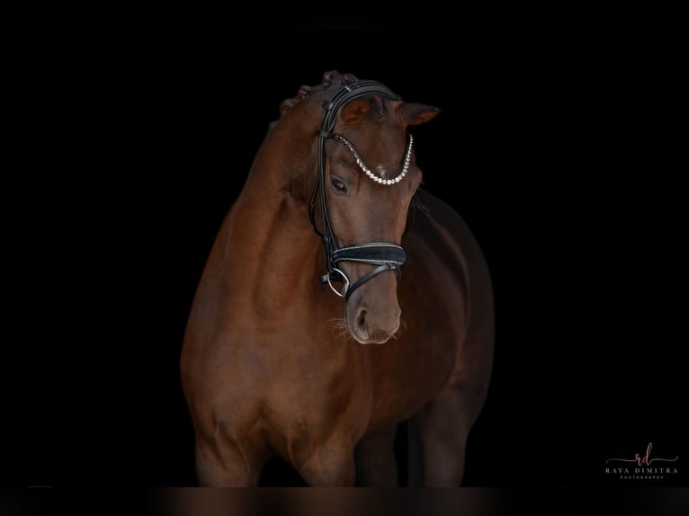 KWPN Caballo castrado 3 años 162 cm Alazán-tostado in Wehringen