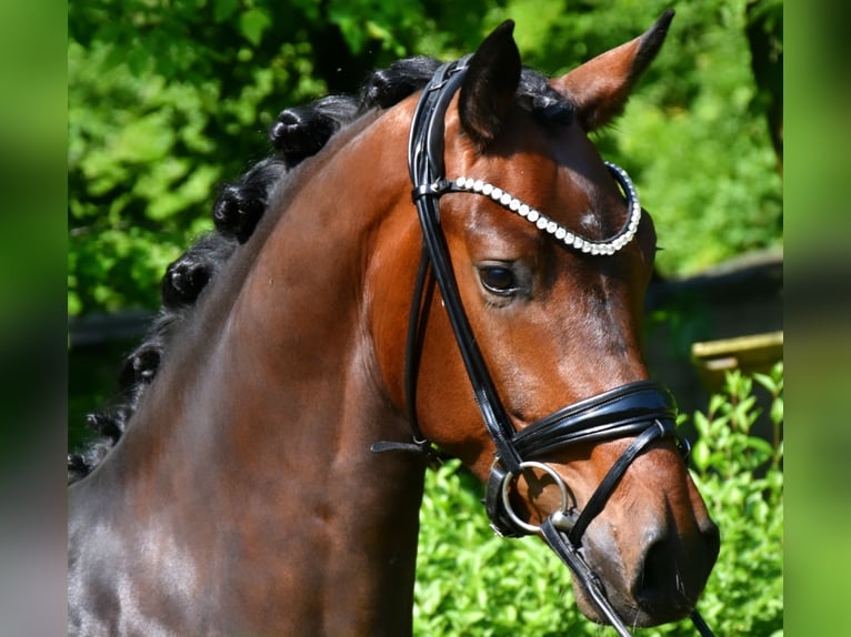 KWPN Caballo castrado 3 años 162 cm Castaño in Neuss