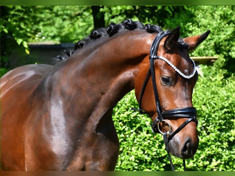 KWPN Caballo castrado 3 años 162 cm Castaño in Neuss