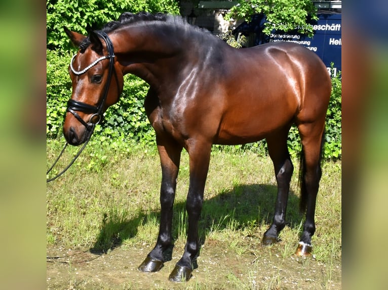 KWPN Caballo castrado 3 años 162 cm Castaño in Neuss