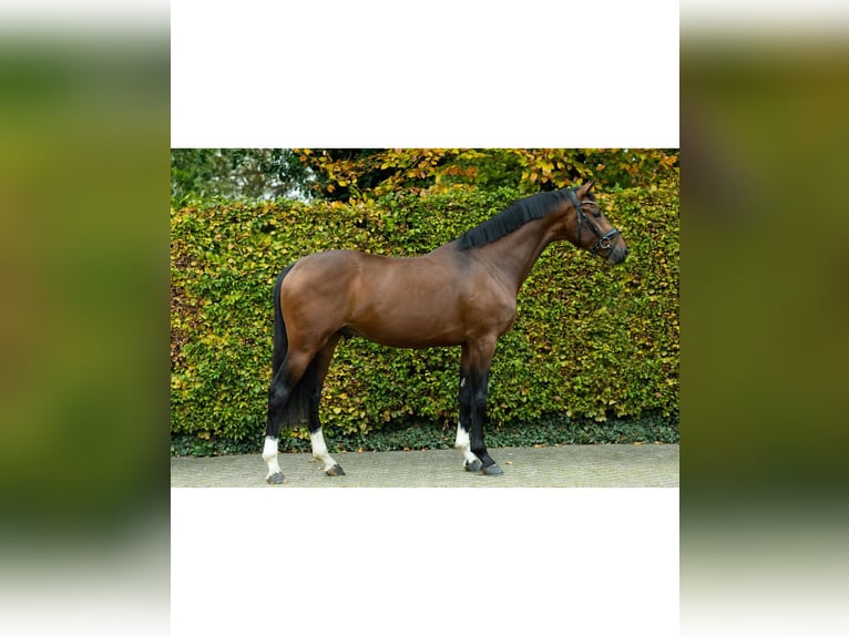 KWPN Caballo castrado 3 años 162 cm Castaño in Volkel