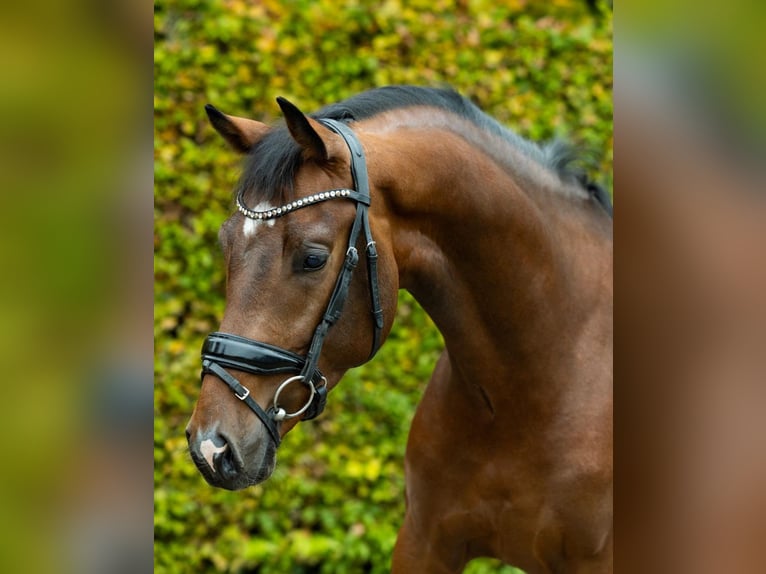 KWPN Caballo castrado 3 años 162 cm Castaño in Volkel