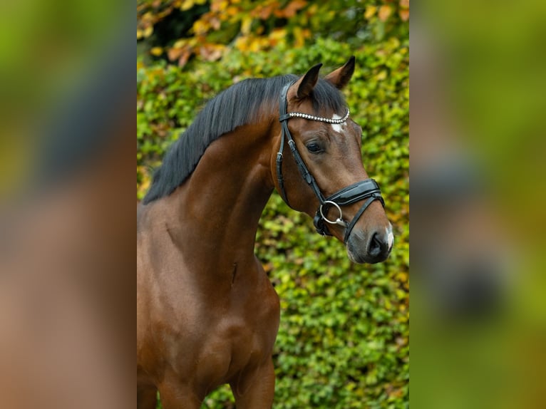 KWPN Caballo castrado 3 años 162 cm Castaño in Volkel