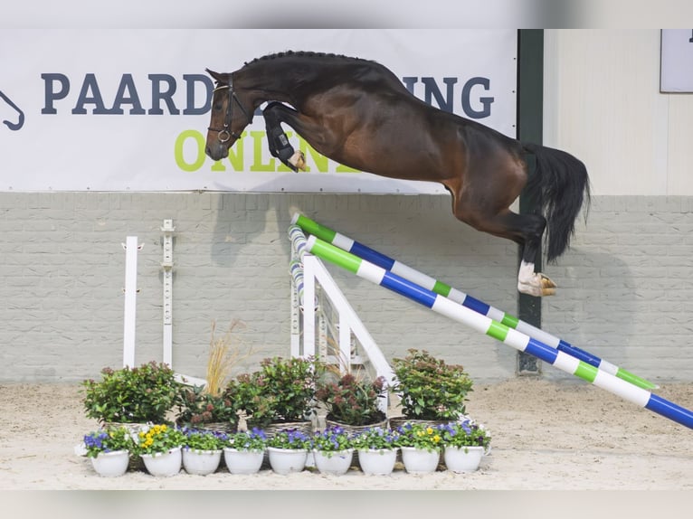 KWPN Caballo castrado 3 años 162 cm Castaño in Heerde