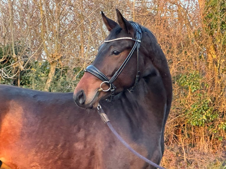 KWPN Caballo castrado 3 años 162 cm Morcillo in Marigny le Lozon