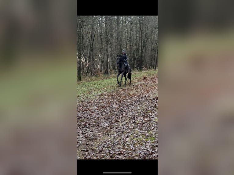 KWPN Caballo castrado 3 años 162 cm Negro in Biddinghuizen