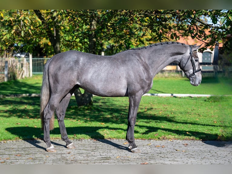 KWPN Caballo castrado 3 años 162 cm Tordo in GROTE-BROGEL