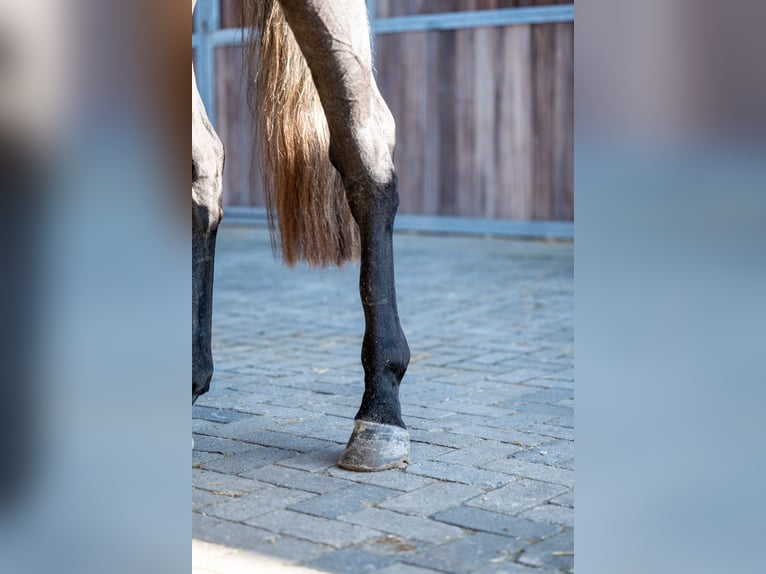 KWPN Caballo castrado 3 años 162 cm Tordo in GROTE-BROGEL