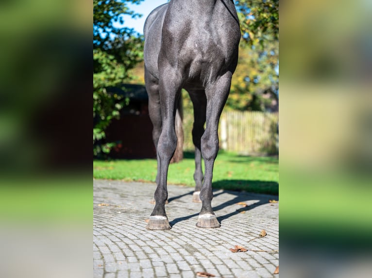 KWPN Caballo castrado 3 años 162 cm Tordo in GROTE-BROGEL