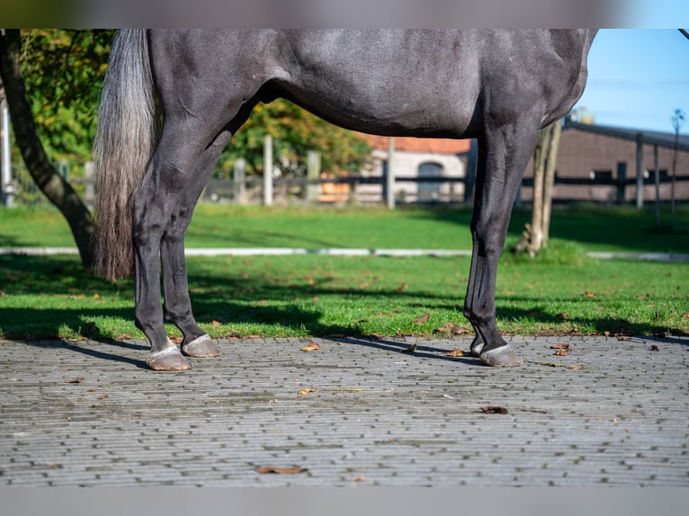 KWPN Caballo castrado 3 años 162 cm Tordo in GROTE-BROGEL