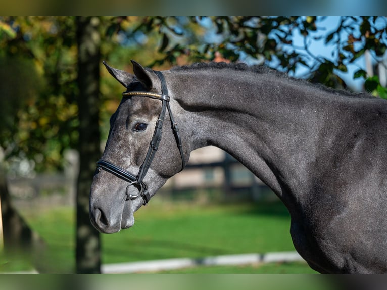 KWPN Caballo castrado 3 años 162 cm Tordo in GROTE-BROGEL