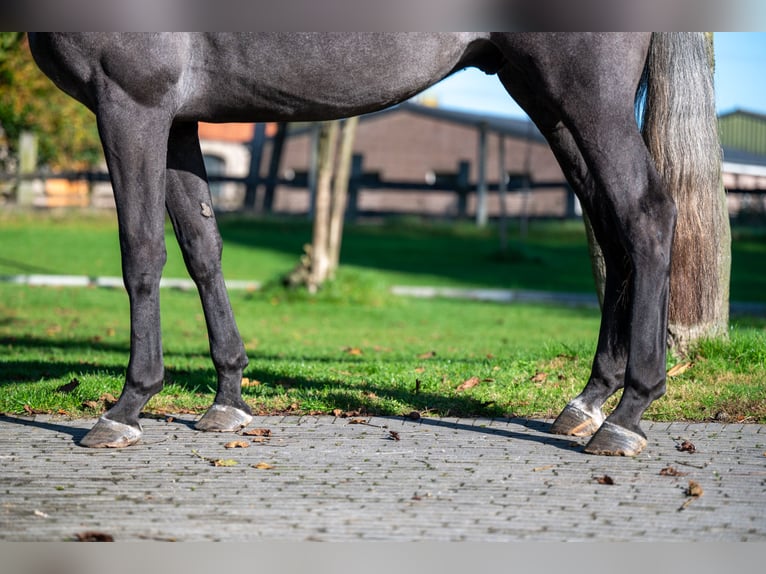 KWPN Caballo castrado 3 años 162 cm Tordo in GROTE-BROGEL