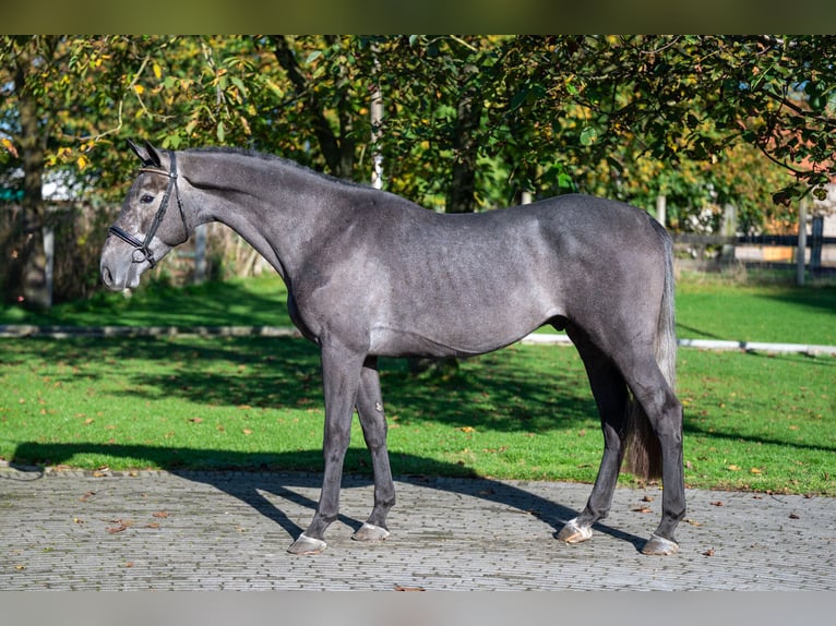 KWPN Caballo castrado 3 años 162 cm Tordo in GROTE-BROGEL