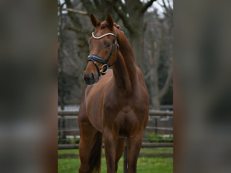 KWPN Caballo castrado 3 años 163 cm Alazán-tostado in Loon op Zand