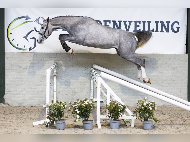 KWPN Caballo castrado 3 años 163 cm  in Heerde
