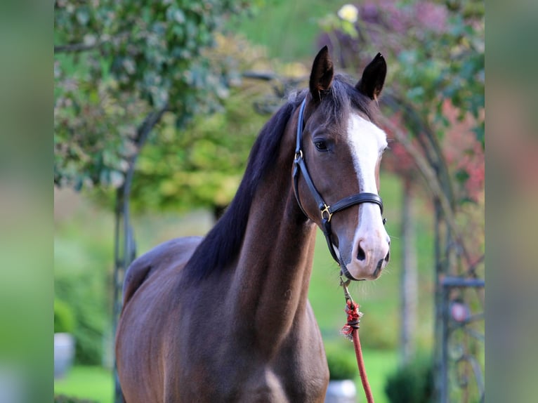 KWPN Caballo castrado 3 años 163 cm Castaño in Kamnik