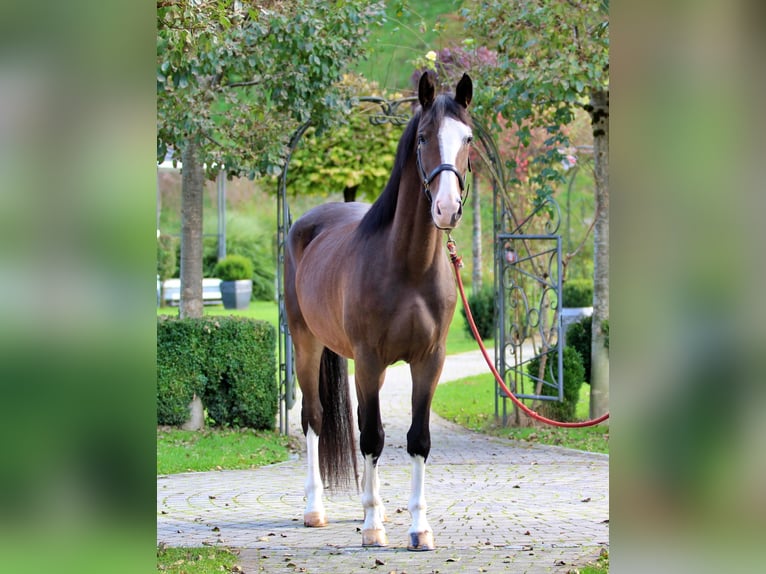 KWPN Caballo castrado 3 años 163 cm Castaño in Kamnik