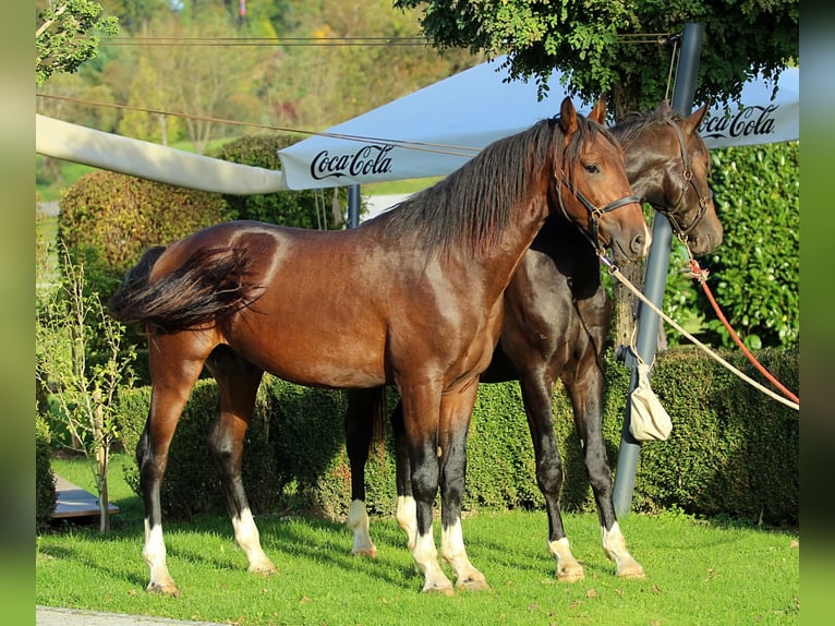 KWPN Caballo castrado 3 años 163 cm Castaño in Kamnik