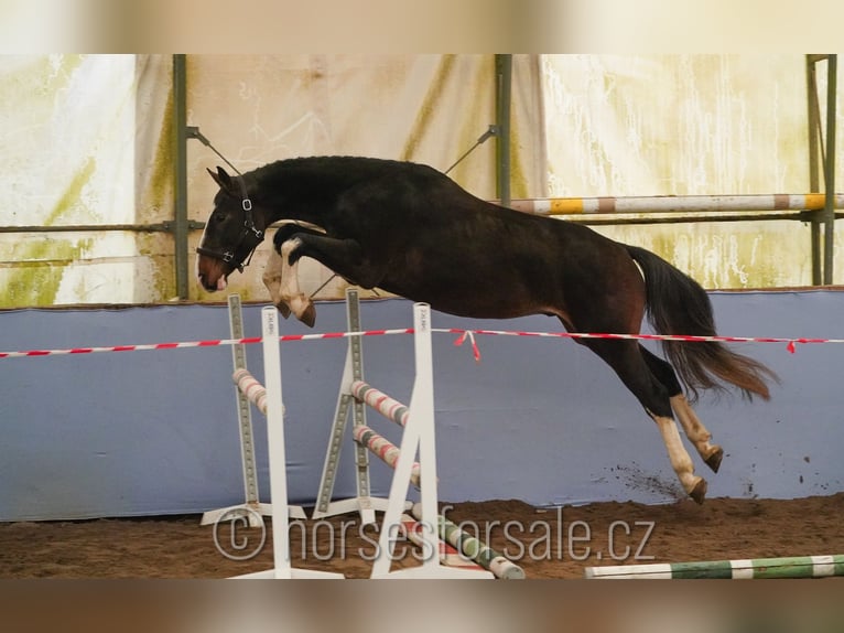 KWPN Caballo castrado 3 años 163 cm Castaño in Ceske Budejovice